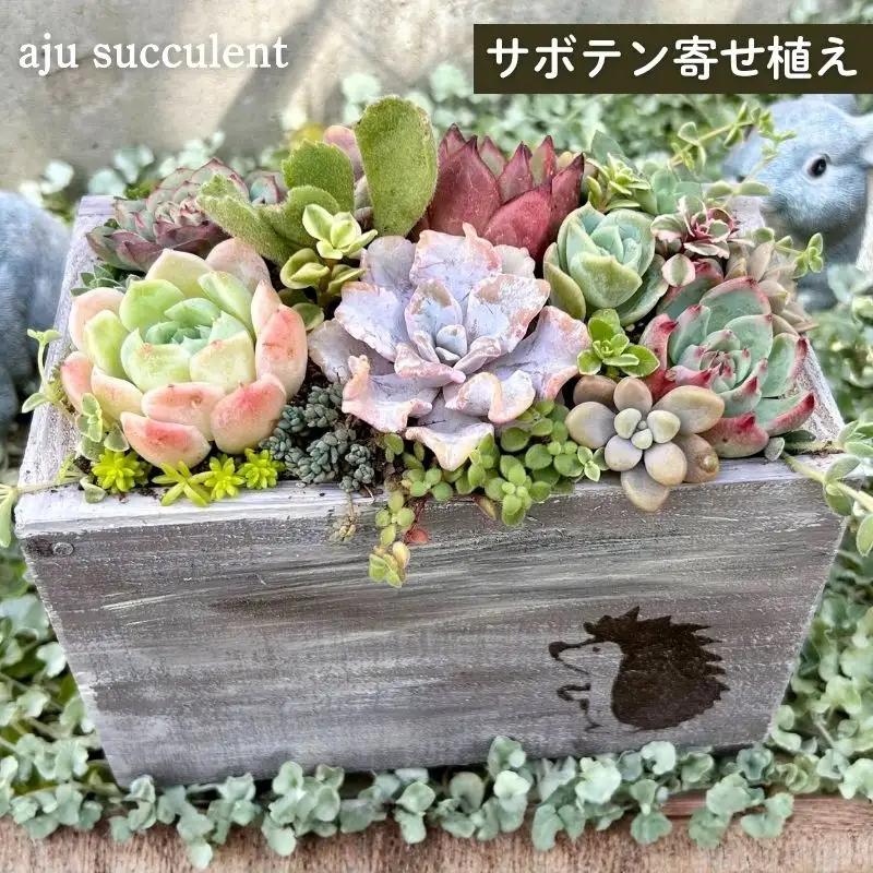多肉植物 木箱寄せ植え ／ aju succulent 植物 インテリア アレンジ ガーデニング 15種 そのまま飾れる プレゼント ギフト 奈良県 葛城市【ajus009】