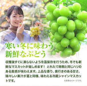 H-28　岡山県産　冷蔵シャインマスカット（1房530g以上2房入り）令和6年度産先行受付【配送不可地域あり】｜ シャインマスカットマスカットぶどう葡萄シャインマスカットマスカットぶどう葡萄シャインマ