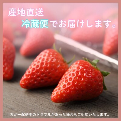 【2027年先行受付】静岡県磐田市 いちご きらぴ香 約260g×4パック【配送不可地域：離島・北海道・沖縄県】