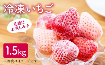 【先行予約】冷凍いちご 詰め合わせ 1.5kg /  いちご イチゴ 苺 いちご イチゴ いちご いちご [IAP001]