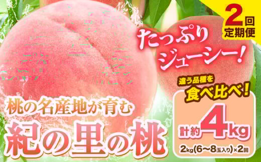 桃 和歌山県産 紀の里の桃【2回定期便】約2kg×2回 定期《2026年6月中旬-8月中旬頃出荷》 2025年 先行予約 紀の里の桃 白鳳 日川白鳳 なつっこ 清水白桃 川中島白桃 八旗白桃 和歌山 もも