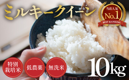 【先行予約】【令和7年産 新米】ミルキークイーン 10kg 無洗米 特別栽培米 低農薬 《食味値85点以上！こだわり無洗米》 / 福井県 あわら市 北陸 米 お米 人気 白米 精米 ※2025年10月上旬より順次発送 [aw032-c004]