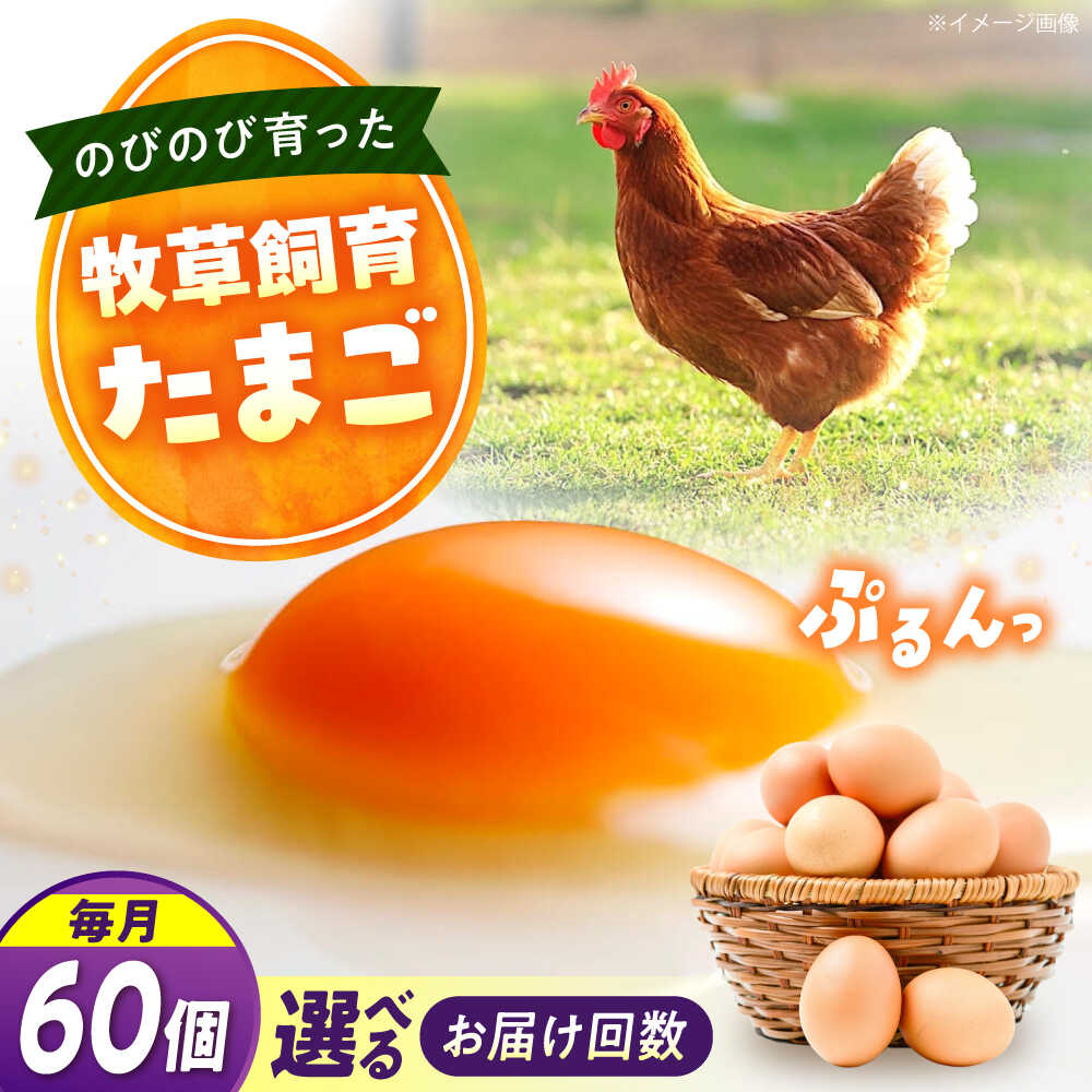 【ふるさと納税】【回数が選べる定期便】天心山 たまご60個 卵 たまご 高級 食品 たまごかけご飯 卵かけご飯 卵焼き 生卵 濃厚 ケーキ お菓子 づくり ランキング 上位 人気 おすすめ 定期便 産地直送 新鮮 鶏卵 生食用 玉子 95000円 広島県福山市/天心山ファーム[BABW037]