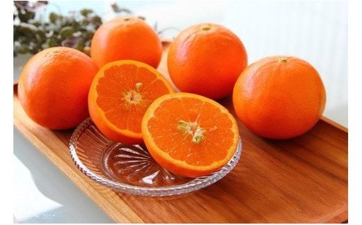 ZS6115n_主井農園 セミノール 【訳あり 家庭用】 7kg