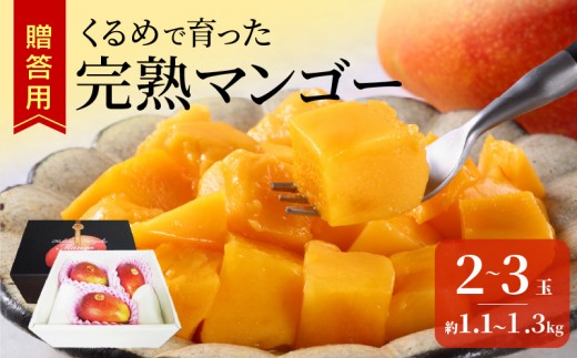 【2027年6月以降お届け】くるめで育った完熟マンゴー（2～3玉：約1.1kg～1.3kg）_贈答用 完熟マンゴー 久留米産 完熟 マンゴー 国産 とろける 甘さ 地植え フルーツ トロピカルフルーツ アップルマンゴー 果物 デザート 冷蔵 クール便 倉重農園 お取り寄せ お取り寄せフルーツ 福岡県 久留米市 送料無料_Fm010-023-11