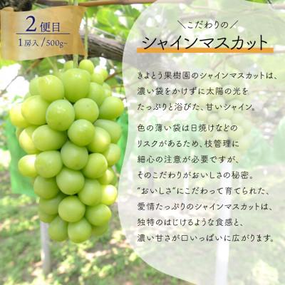 ふるさと納税 真庭市 【発送月固定定期便】2026年先行予約　1房お試しピオーネ・シャインマスカット・紫苑(岡山産)全3回 |  | 02