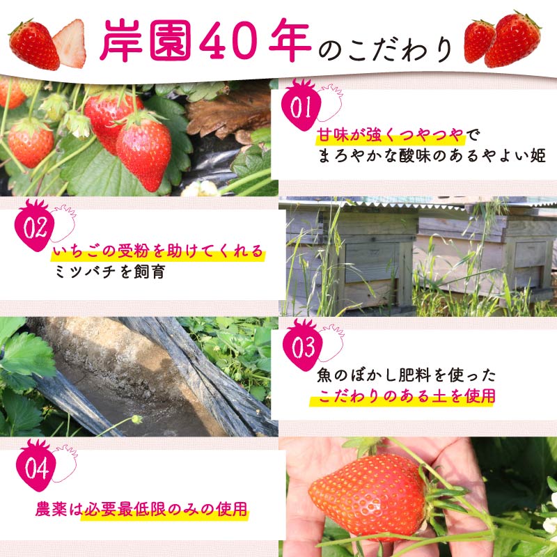【 先行予約 : 2026年4月発送予定 】 やよい姫 約1.2kg 300g×4パック いちご  完熟 苺 産地 直送 フレッシュ イチゴ 贈答 フルーツ 果物 国産 静岡 静岡県 藤枝市 ふるさと