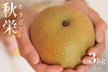 先行予約 秋栄（あきばえ）3kg｜鳥取 果物 フルーツ なし 梨【41034】