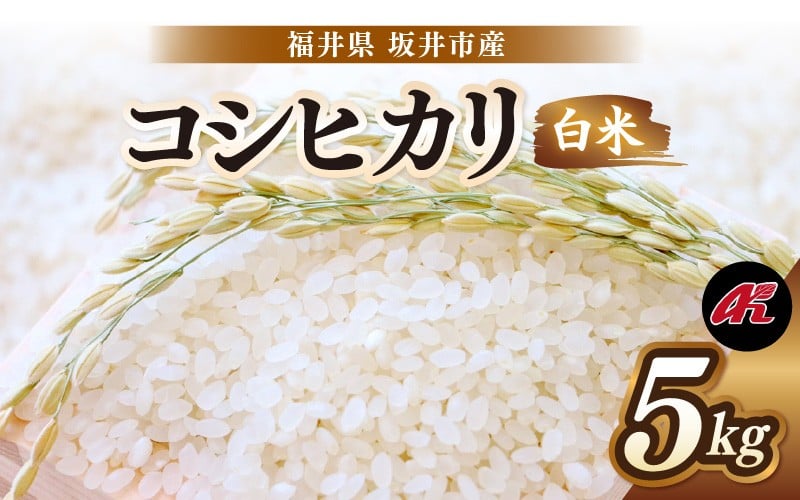 
                  【先行予約】【令和8年産・新米】 坂井市産 コシヒカリ 白米 5kg (アグリ川崎) 【2026年10月以降順次発送予定】 【米 こめ お米 精米 ブランド米 こしひかり 国産】 [A-20509]
                