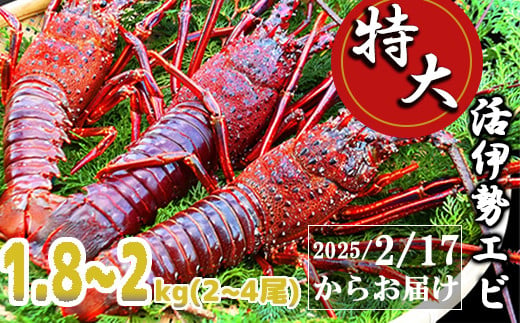 
            特大活伊勢エビ1.8kg～2kg（2～4尾）（2025/2/17〜4月20日までお届け）100セット限定 MG-10
          