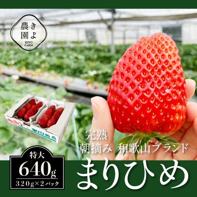 先行受付　大粒まりひめイチゴ　朝摘　6個～11個入×2パック【配送不可地域：離島】【1482686】