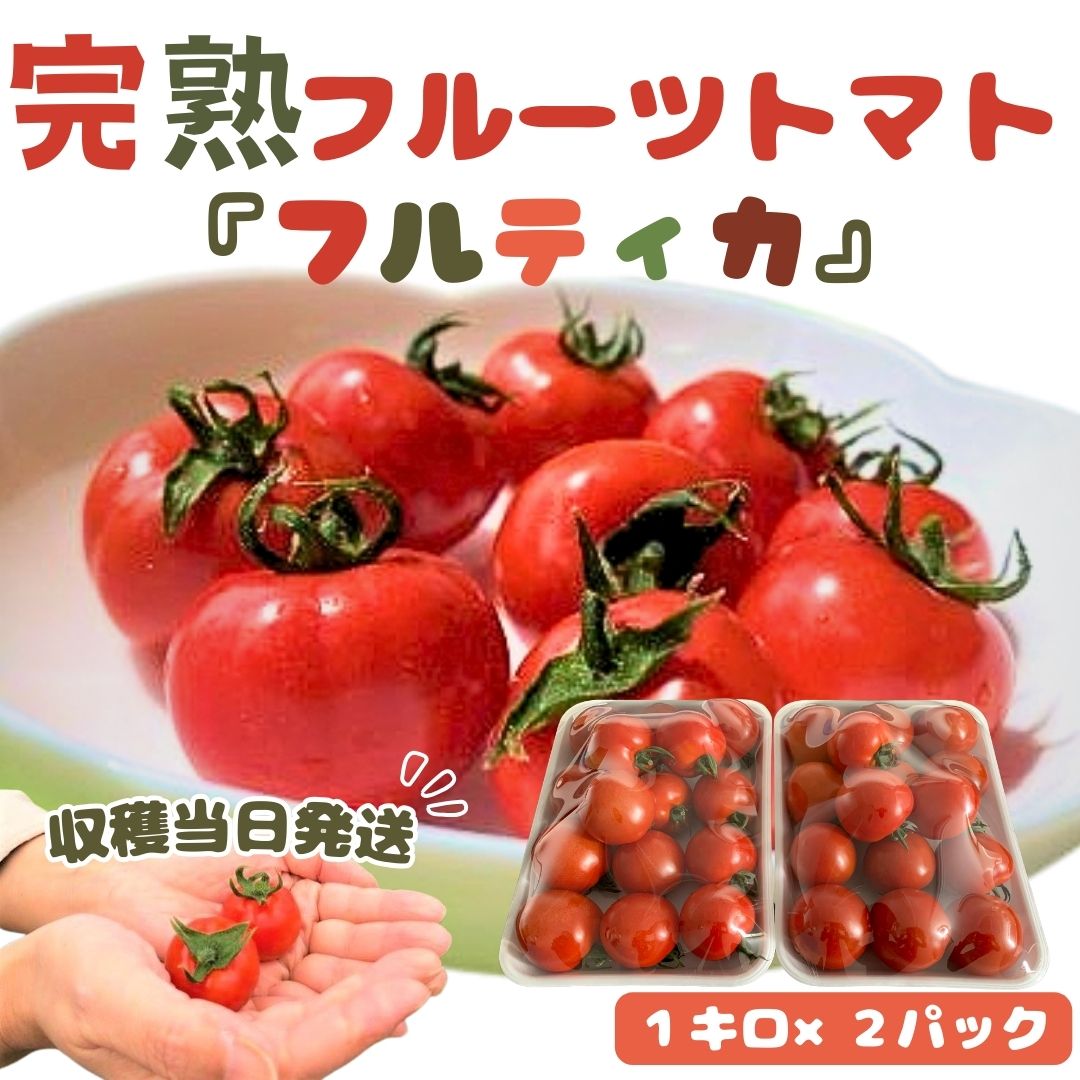 【ふるさと納税】【収穫当日発送】完熟フルーツトマト（フルティカ）1kg×2パック