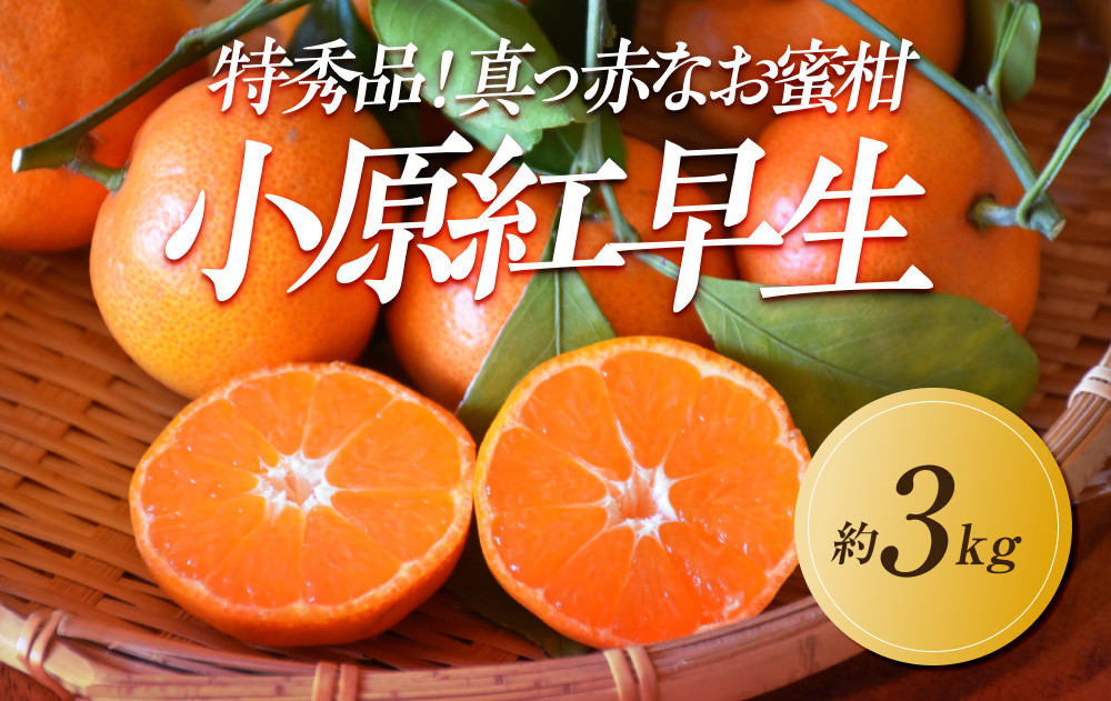 【2026年11月中旬より発送】特秀品！真っ赤なお蜜柑「小原紅早生」約3kg 372013_GM039