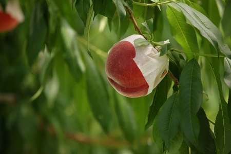 5-80 厳選！南アルプス市産　朝採り桃　約２kg（5～8玉）