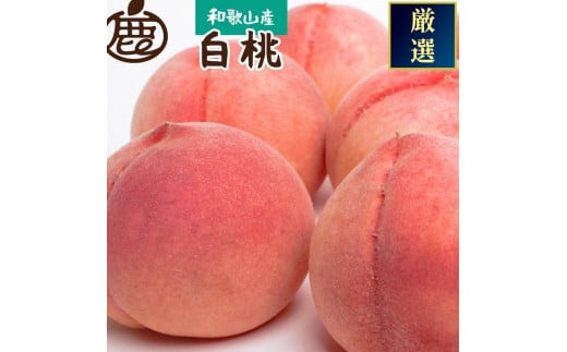 ＜7月発送＞和歌山の厳選白桃 約0.75kg［白鳳・清水白桃・川中島・もも・はくとう］［化粧箱入り］［IKE15］