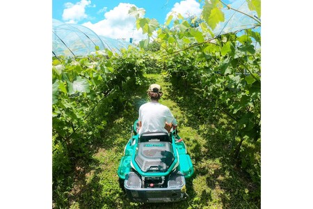 【先行予約】樹上完熟種無しピオーネ1.2kg（2～3房）（2026年9月下旬～発送） ふるさと納税 ぶどう ブドウ 葡萄 ふるさと納税 先行予約 ふるさと納税 フルーツ くだもの 果物