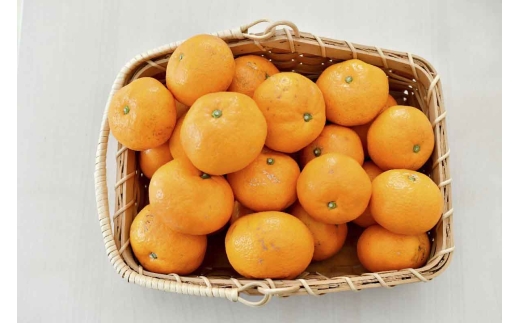 果汁しっかり自然の恵み!「ガキ大将」3kg(大玉サイズ)日の丸みかん/ご家庭用＜C79-11＞【1452034】 YWTC011