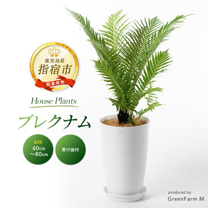 【ふるさと納税】ブレクナム 60cm～80cm ※北海道・沖縄・離島配送不可※ 南国鹿児島県で育った 観葉植物！植物 鉢付 インテリア 室内 オフィス おしゃれ プレゼント ギフト 開店祝い 移転祝い マイナスイオン【Green Farm M】