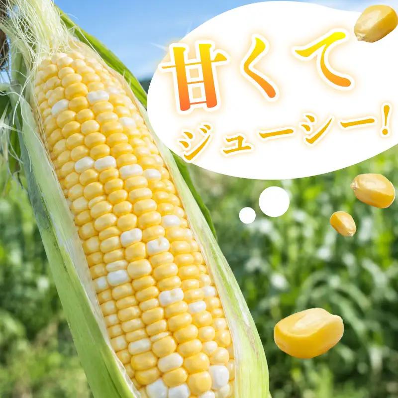 【とうもろこし 5本 】11月発送  ドルチェドリーム  静岡 県 牧之原市 t.p.C farm 堀内農園 