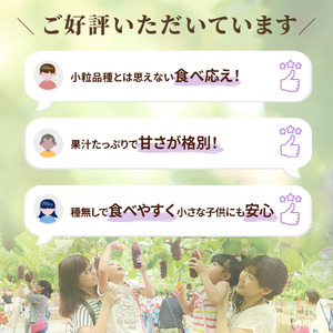 【令和6年度発送分】高松ぶどう１箱（約２キロ入り）デラウェア・種無し・毎年大人気・甘くて粒が大きく食べごたえ抜群