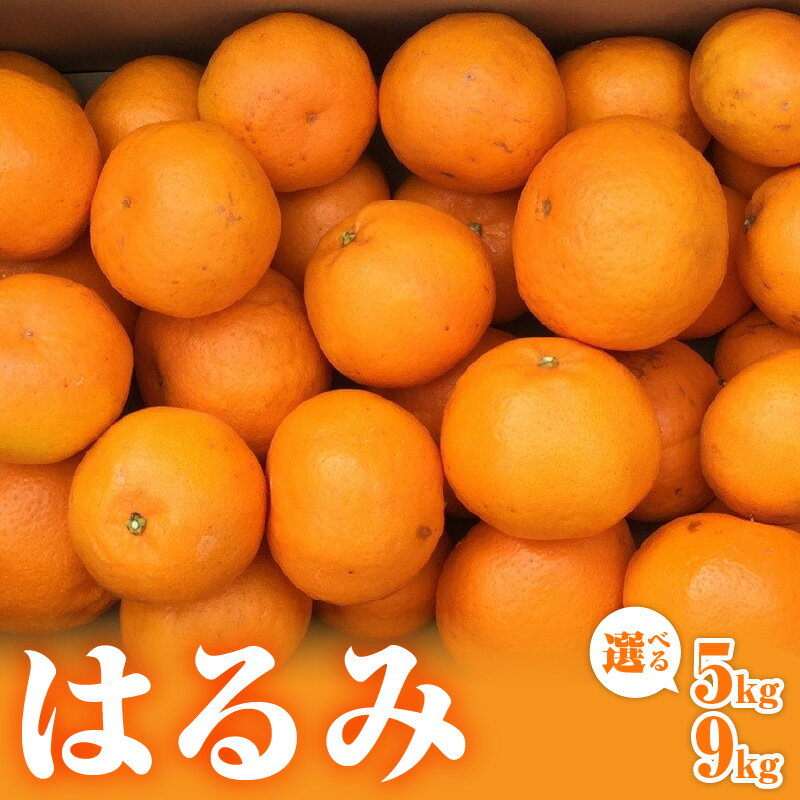 【ふるさと納税】ミカファーム みかん はるみ 5kg 9kg 選べる 容量 先行予約【三重県御浜町産 プチプチと弾ける食感】