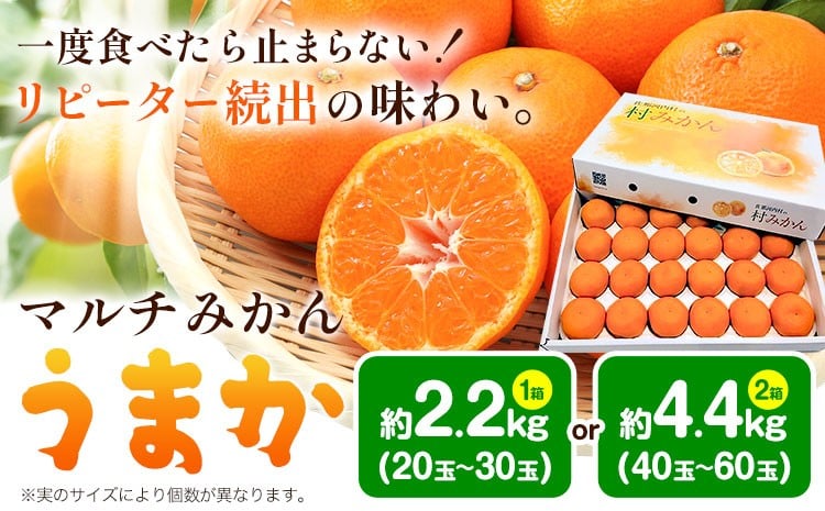 
            丹精込めて育てました！マルチみかん「うまか」《大好評につき緊急追加！》  1箱 2.2kg または 2箱 4.4kg 《11月中旬-1月上旬頃に出荷予定(土日祝除く)》【配送不可地域あり】(離島) みかん ミカン 蜜柑 早生 柑橘 佐那河内 徳島県 箱入り 化粧箱 S M L フルーツ 果物 くだもの 贈答 進物　
          