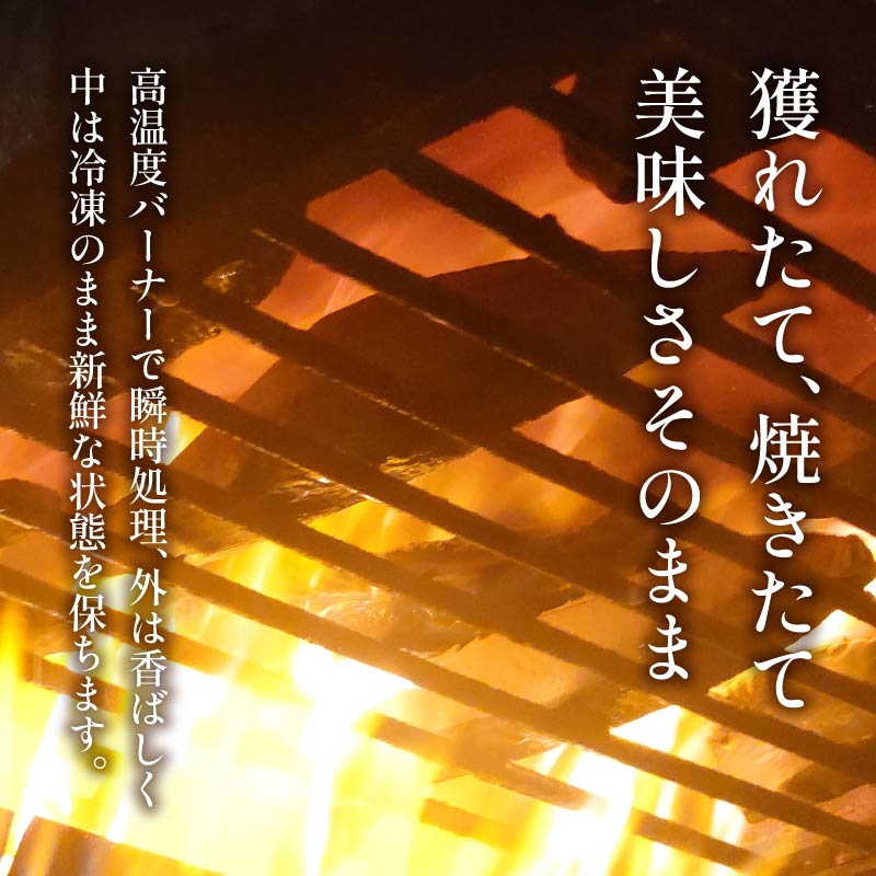 【2025年11月発送】 訳あり かつおのたたき 2kg 10,000円 サイズ 不揃い 小分け 真空 パック 新鮮 鮮魚 天然 水揚げ カツオ 鰹 タタキ 冷凍 大容量 マルコ水産 【2025年11