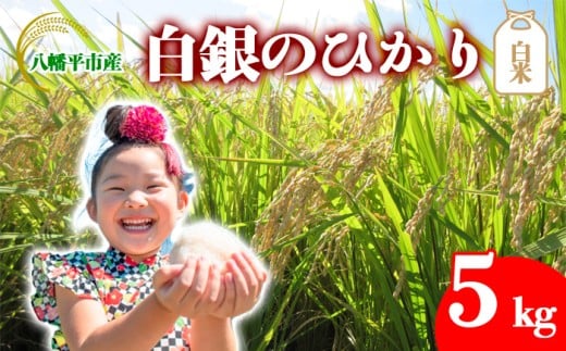 【令和7年産】 白銀のひかり （岩手141号）  精米 5kg ／ かきのうえ こめ 米 コメ お米 おこめ 白米 ご飯 ごはん 白飯 おにぎり お弁当 仕送り お取り寄せ 産地直送 農家直送 単一原料米 国産 国産米 東北 岩手県産 八幡平市産 おすすめ