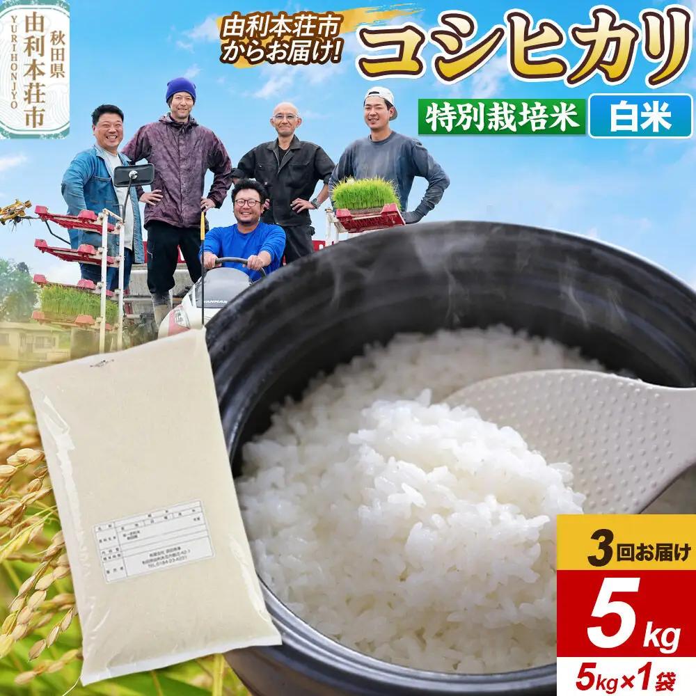 《定期便3ヶ月》令和7年産【白米】特別栽培米 コシヒカリ 5kg 秋田県産