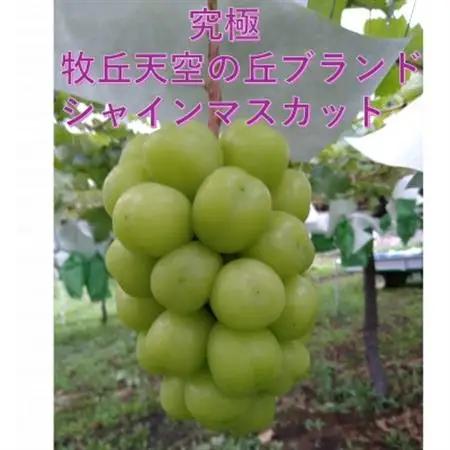 【2026年発送】超希少　牧丘天空の丘ブランド「シャインマスカットファミリーバラエティーセット」【配送不可地域：離島】【1708288】
