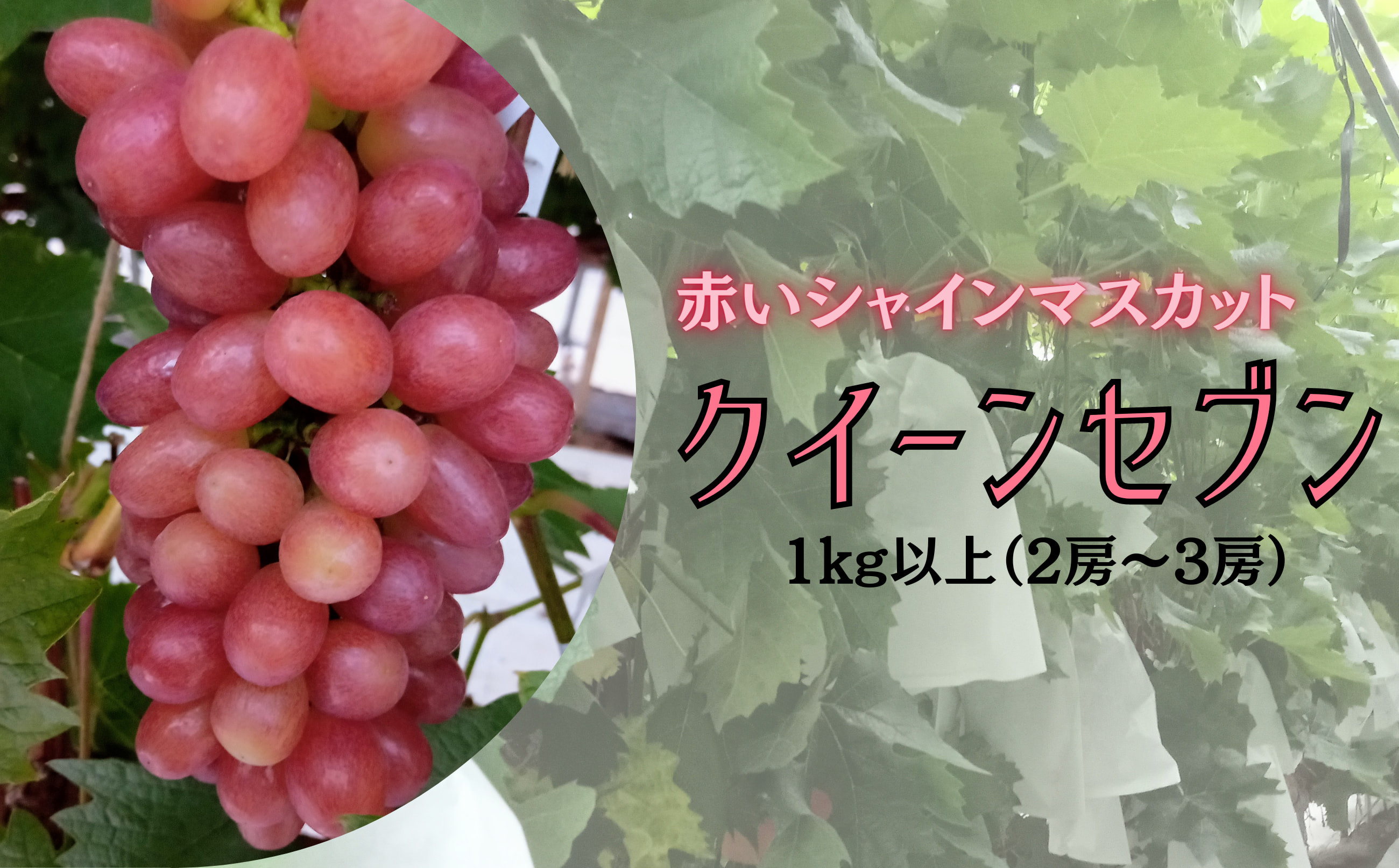 
【先行予約】赤いシャインマスカット クイーンセブン1kg以上(2房～3房)

