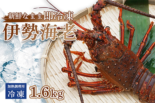 
                  伊勢海老 1.6kg ( 冷凍 ) 訳あり 1600g 加熱用 エビ えび 家庭用 規格外 訳あり 訳アリ 産地直送 伊勢エビ 伊勢 海老 エビ イセエビ えび いせえび 焼き物 味噌汁 鍋 塩ゆで ボイル エビフライ アレンジ可 新鮮 海鮮 ギフト 贈答 浅野水産 贅沢 高級 刺し身 海鮮 ギフト 歳暮 お歳暮 縁起物 年末 年始 国産 高知 中土佐町 土佐
                
