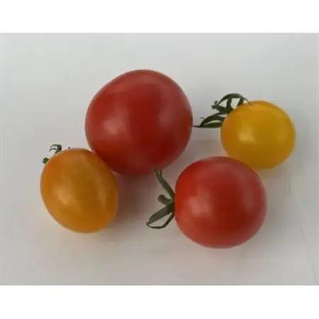 新ミニトマト4種セット(愛知いしかわ菜園)【1483671】