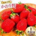 【ふるさと納税】【期間限定発送】 いちご かおり野 約1kg 250g × 4パック [ふるさと企画 長崎県 雲仙市 item1163] いちご イチゴ 苺 フルーツ 果物 期間限定 季節限定