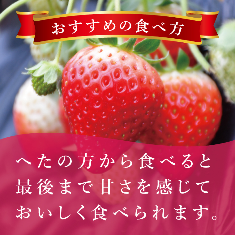 【先行予約12月下旬から発送】【茨城県共通返礼品/行方市産】JAなめがたしおさい直送「とちおとめ」2箱 (8パック入)【大粒 酸味 甘い 減農薬栽培 茨城県行方市】(96-02)