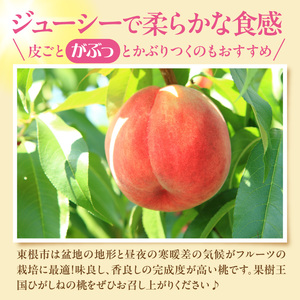 【2026年産】 採れたて白桃(品種お任せ) 約5kg (12～18玉) 山形県 東根市　hi026-056（もも 桃 白桃 フルーツ 果物 くだもの 産地直送 期間限定 特産品 お取り寄せ グルメ 