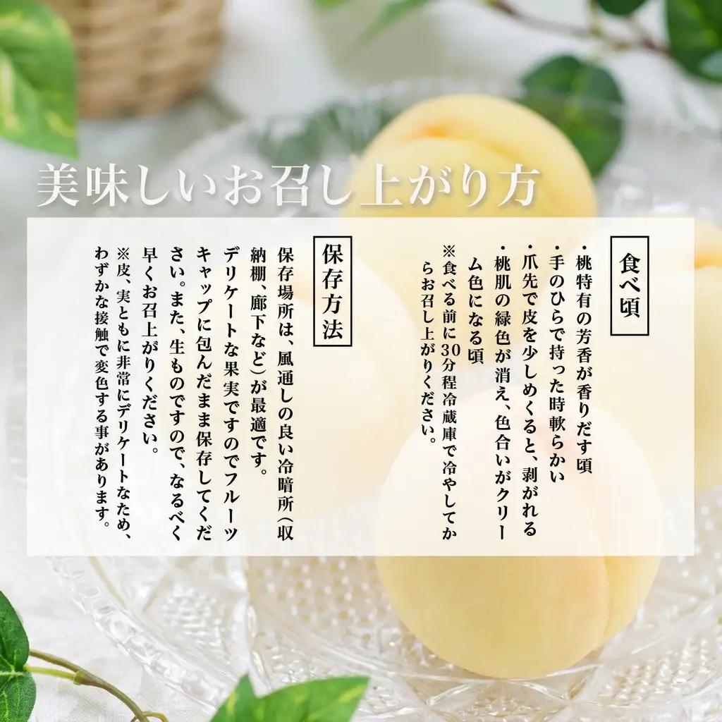 白桃 フルーツ もも 化粧箱入り 岡山県産 白桃【8玉 1.7kg以上】【先行予約】