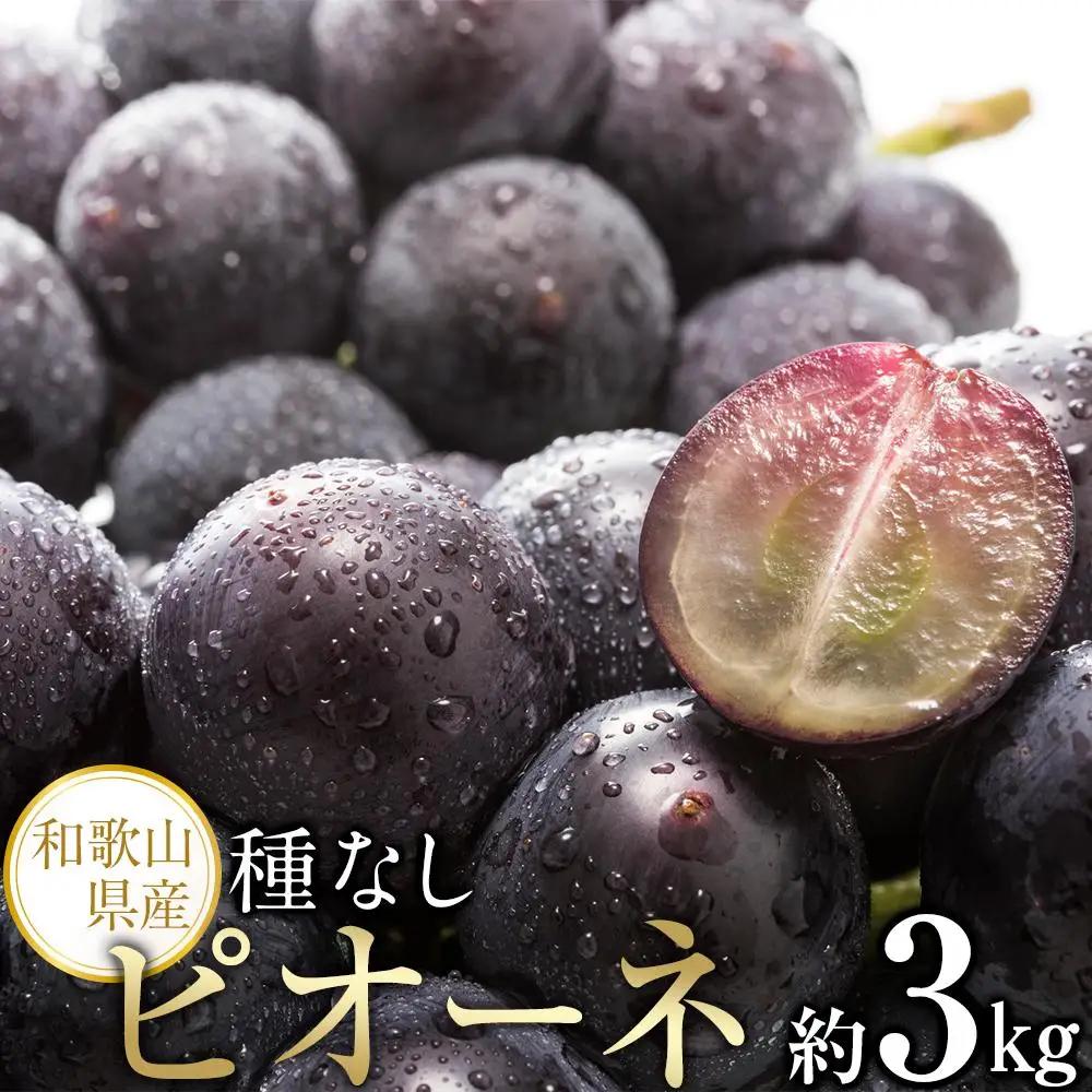 【新鮮・産直】和歌山かつらぎ町産たねなしピオーネ約3kg★2026年8月中旬頃より順次発送【TM127】