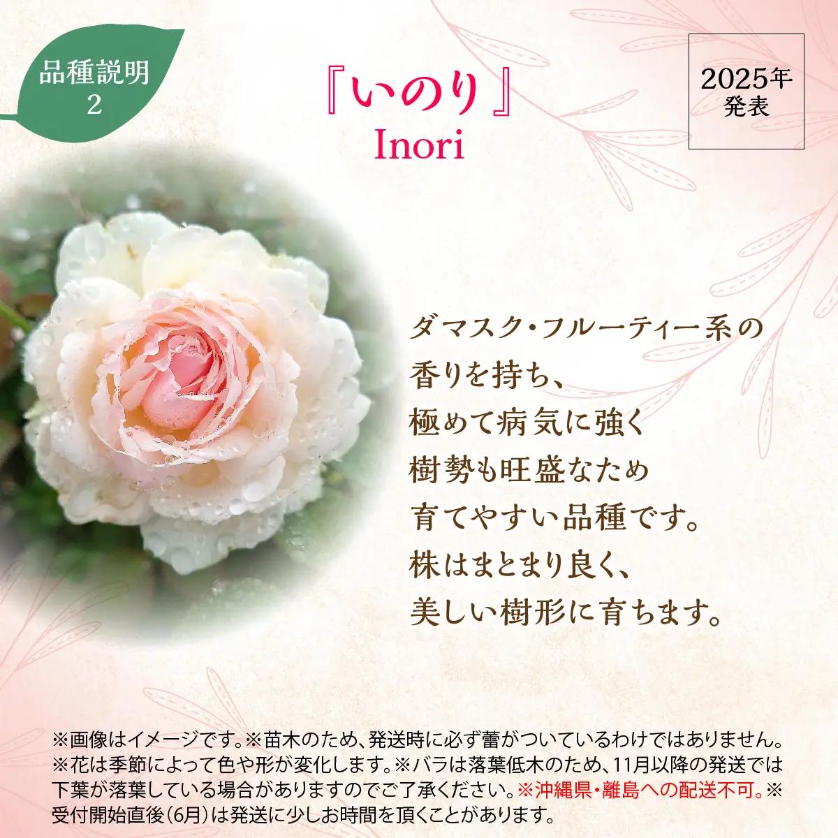 【Apple Roses】バラ苗『いのり』新苗育成苗6号ポット植え HNNH047