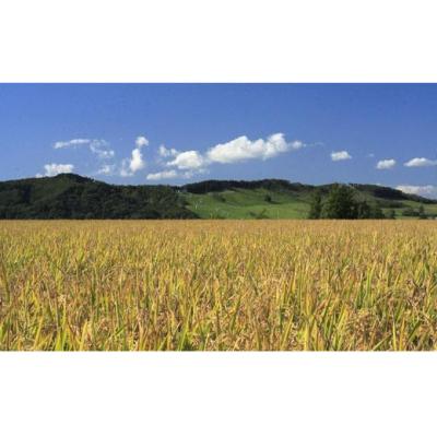 ふるさと納税 岩見沢市 令和7年産【無洗米】5つ星お米マイスターの契約栽培米 食べ比べ6kgセット |  | 01