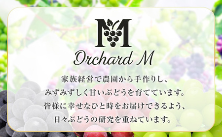 〈プラスワン企画実施中〉 シャインマスカット 1房・旬のぶどう 2房＋お試しぶどう 1房 計4房 《8月中旬-10月上旬頃出荷》熊本県 長洲町 果物 フルーツ スイーツ デザート Orchard M