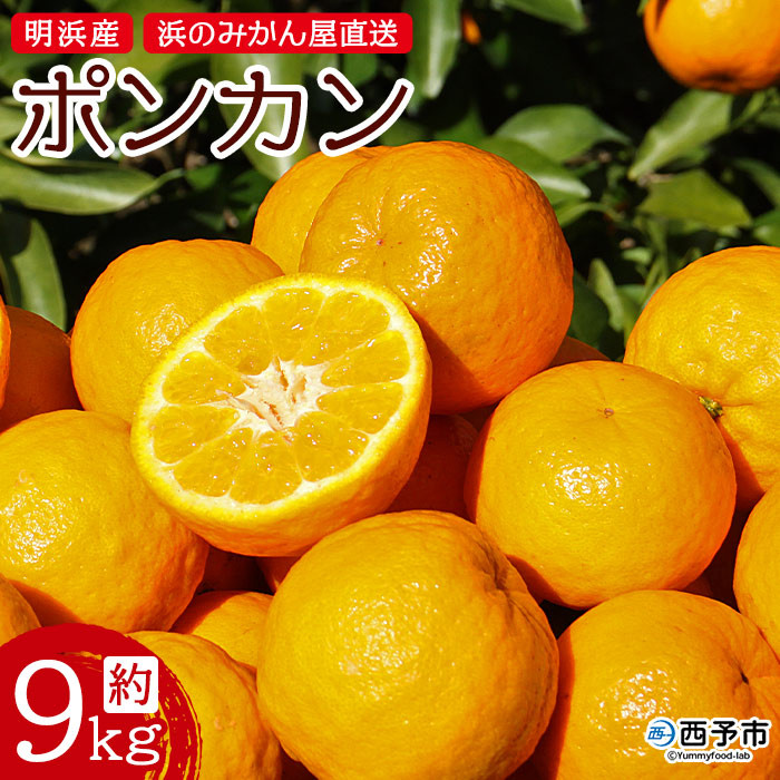 
            明浜産 浜のみかん屋直送 ポンカン 贈答用（９kg）
          