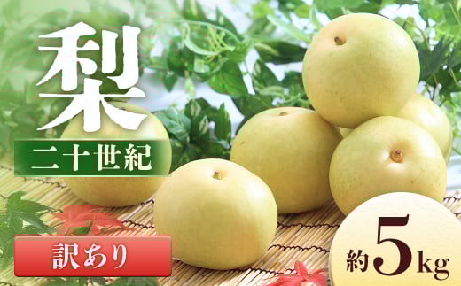 【2026年発送先行予約】梨 二十世紀※訳あり※約5㎏【8～16玉】　※2026年9月発送予定※