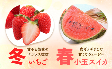 【4回定期便】旬のフルーツ便【養生市場】 定期便 ぶどう詰め合わせ約1.5kg メロン約2kg×2玉 いちご   スイカ《2026年4月中旬-2027年3月上旬頃出荷》 果物 フルーツ 九州産 熊本県
