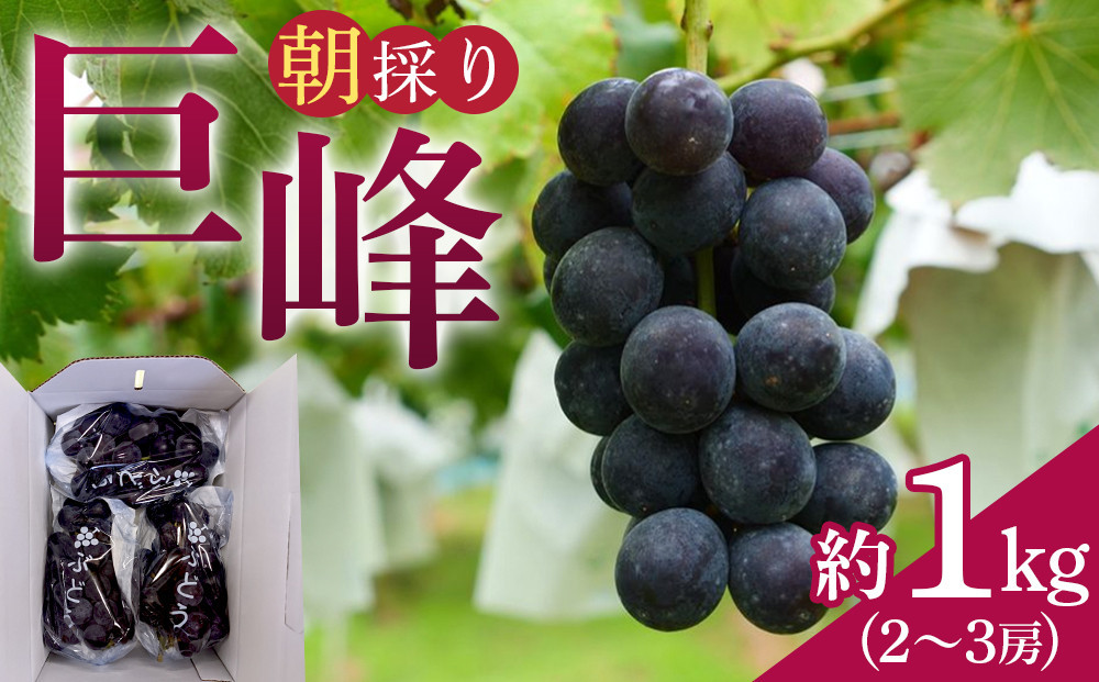 
            朝採り 巨峰 約1kg (2～3房) 有田巨峰村 大南農園　
          