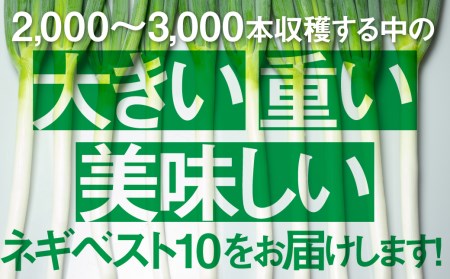 《先行予約》飛騨の根深ネギ プレミアム ねぎ 10本 水村農園 ネギ