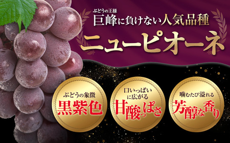 訳あり ニューピオーネ 約600g《8月下旬-10月中旬頃出荷》ピオーネ