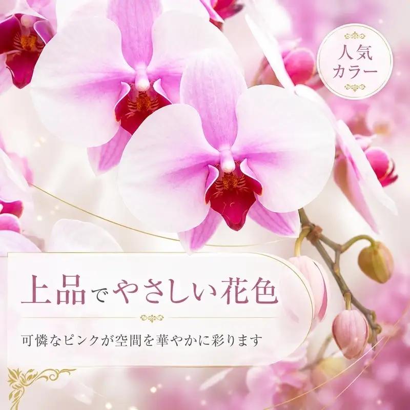 胡蝶蘭 ミディ 2本立 選べる花色 胡蝶蘭
