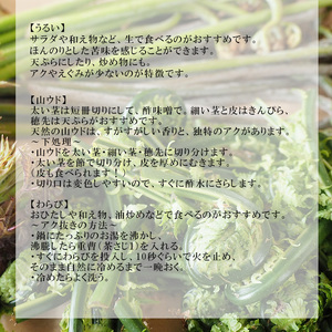 【5月上旬より発送開始予定】 期間限定 天然山菜 食べ比べセット 約300g ／ 山菜 春の山菜 春 さんさい 旬 春の味覚 食べ比べ 味比べ セット 季節物 季節野菜 旬野菜 春野菜 春の野菜 山菜