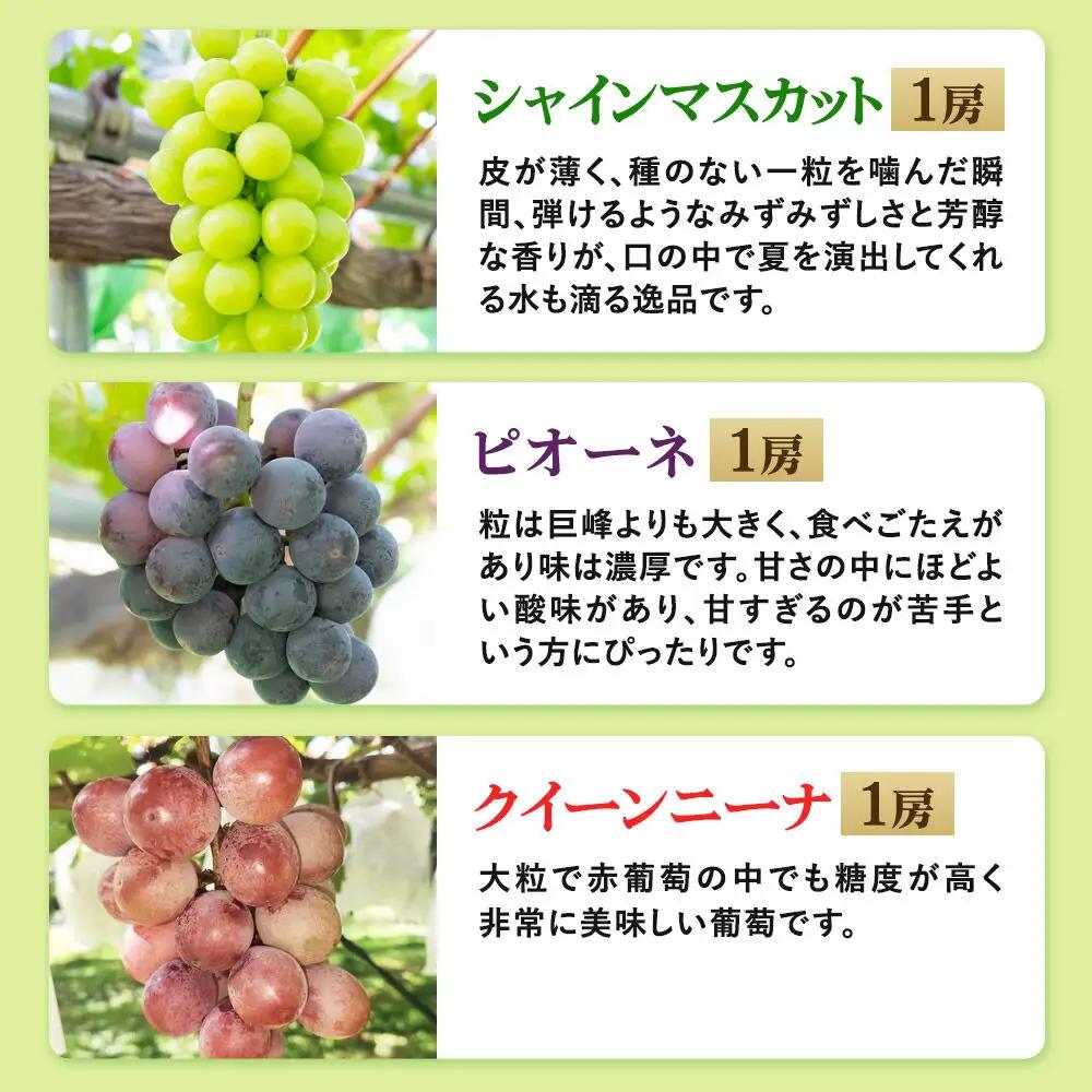 《先行受付》シャインマスカット・ピオーネ・クイーンニーナ 3房セット（合計約1.5kg）秋田県 由利本荘市産 八紘園